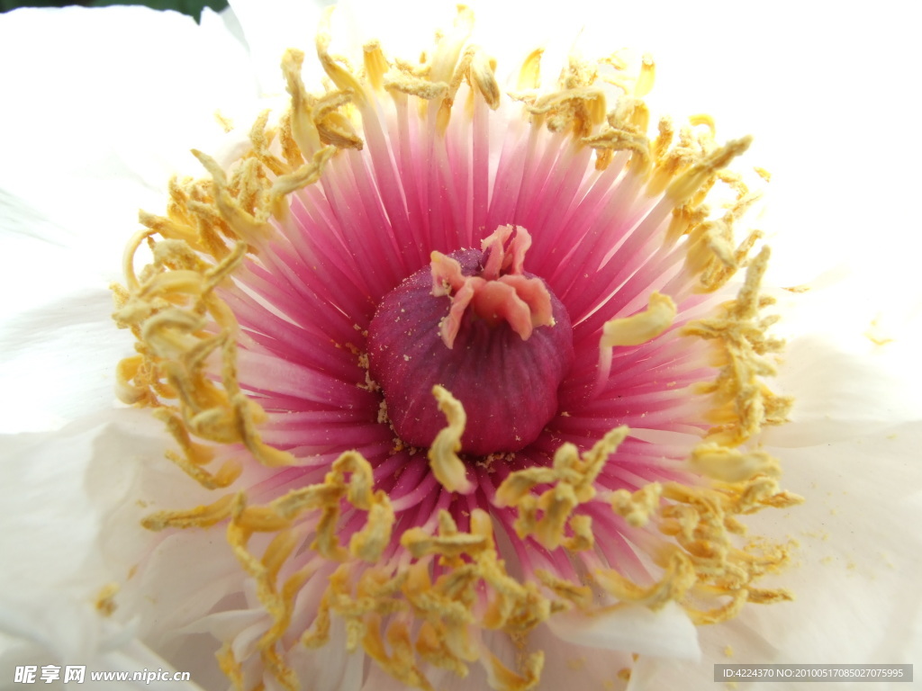 牡丹花蕊