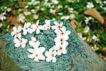 油桐花开的季节