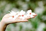 油桐花开的季节