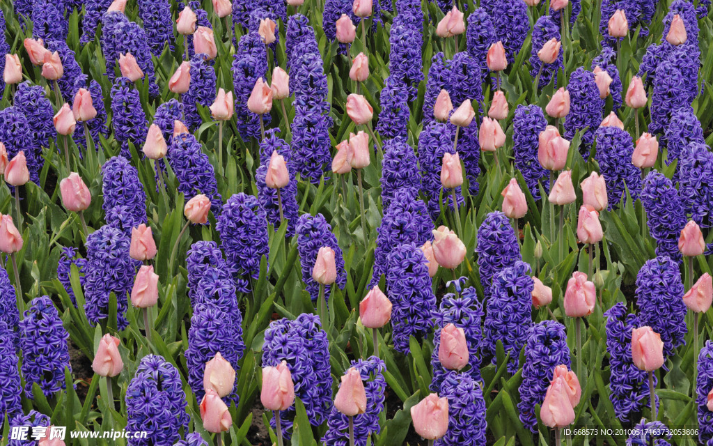 鲜花