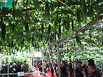 寿光蔬菜博览会