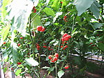 蔬菜博览会