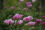 芍药花