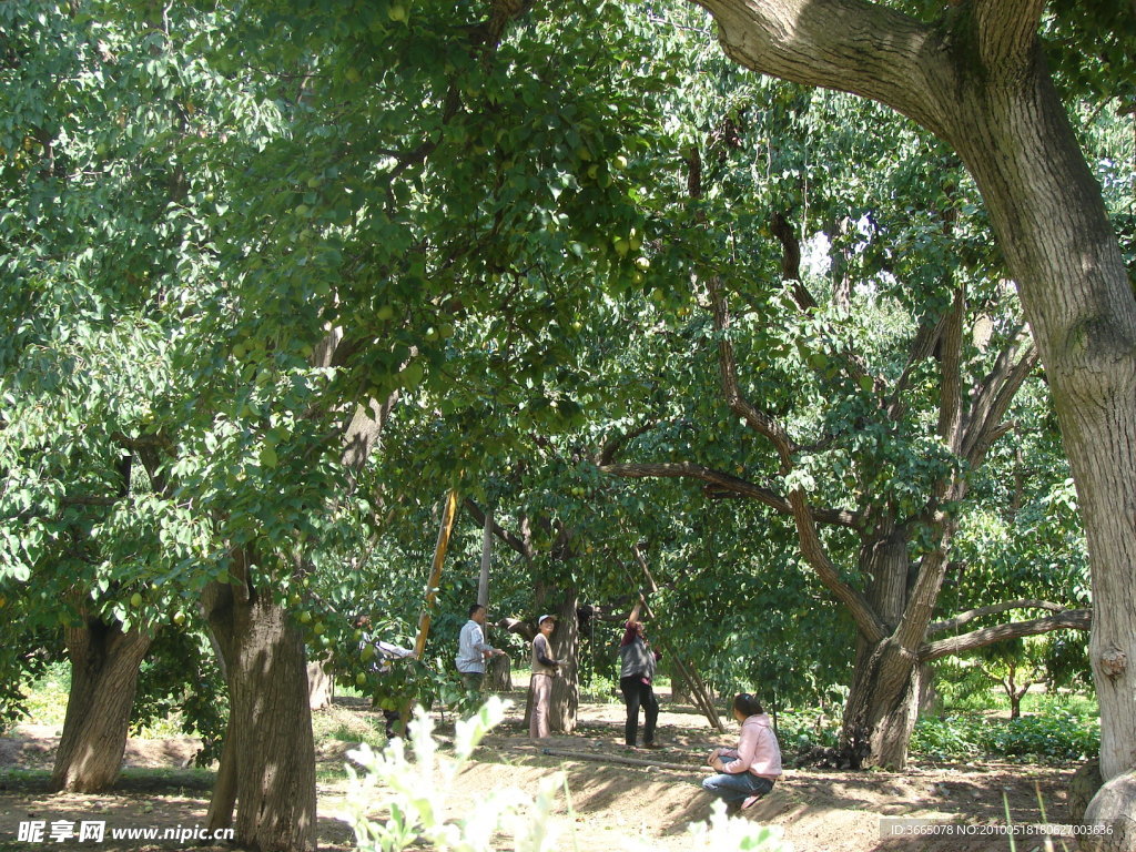 兰州什川 梨树林