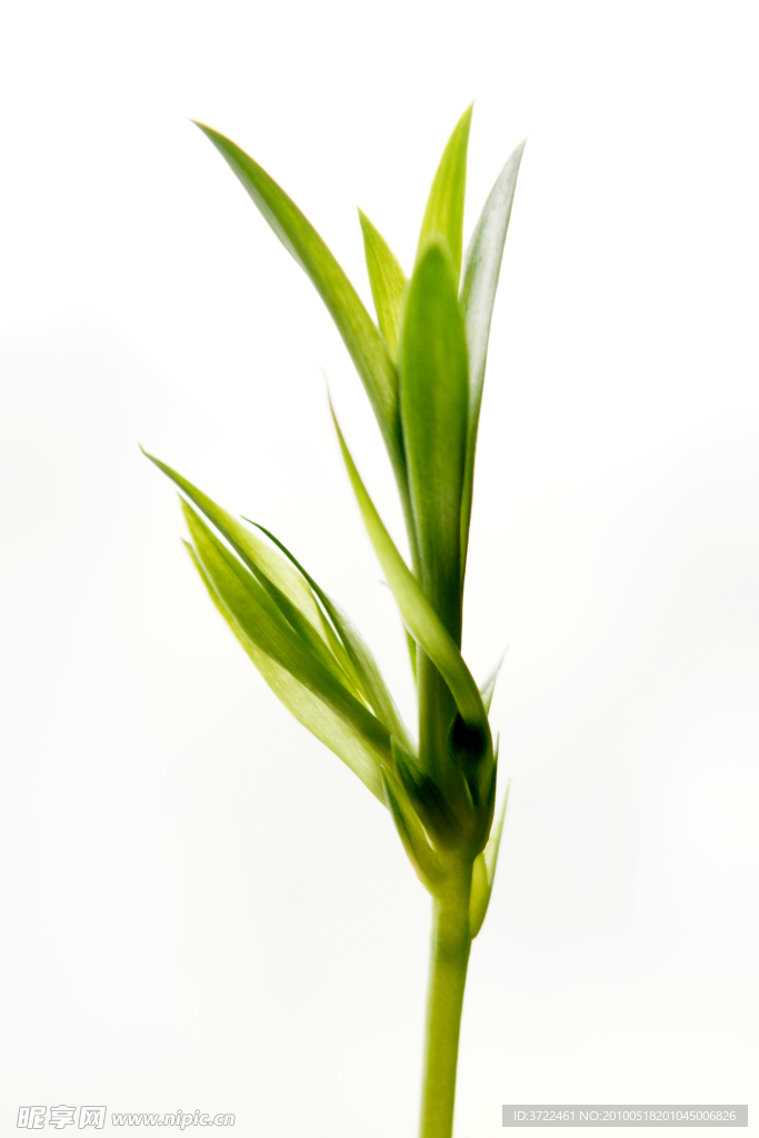 吊兰嫩芽