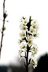 梨花