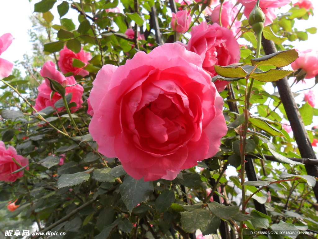 月季花