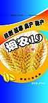 小麦种子