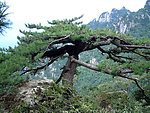 大树