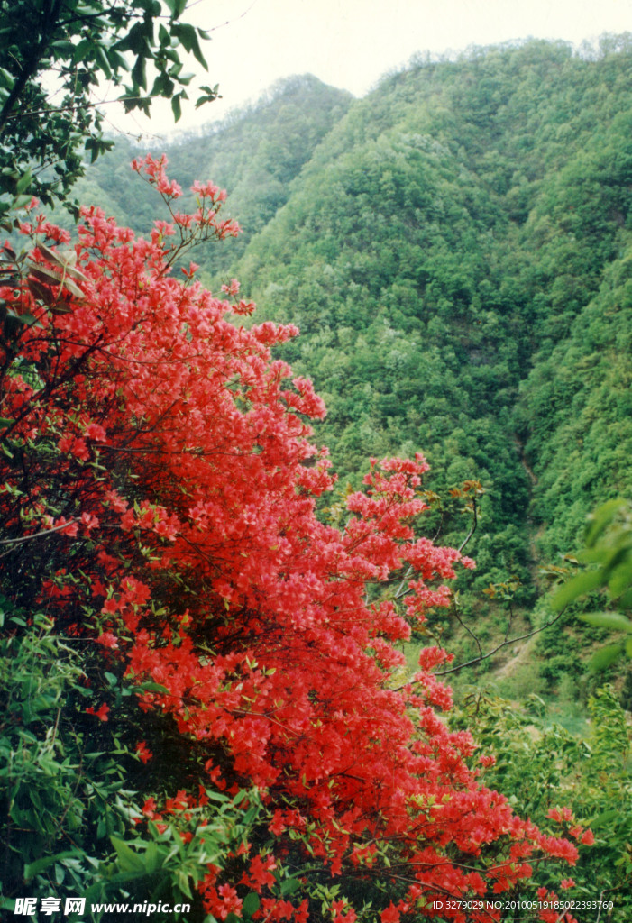 美景