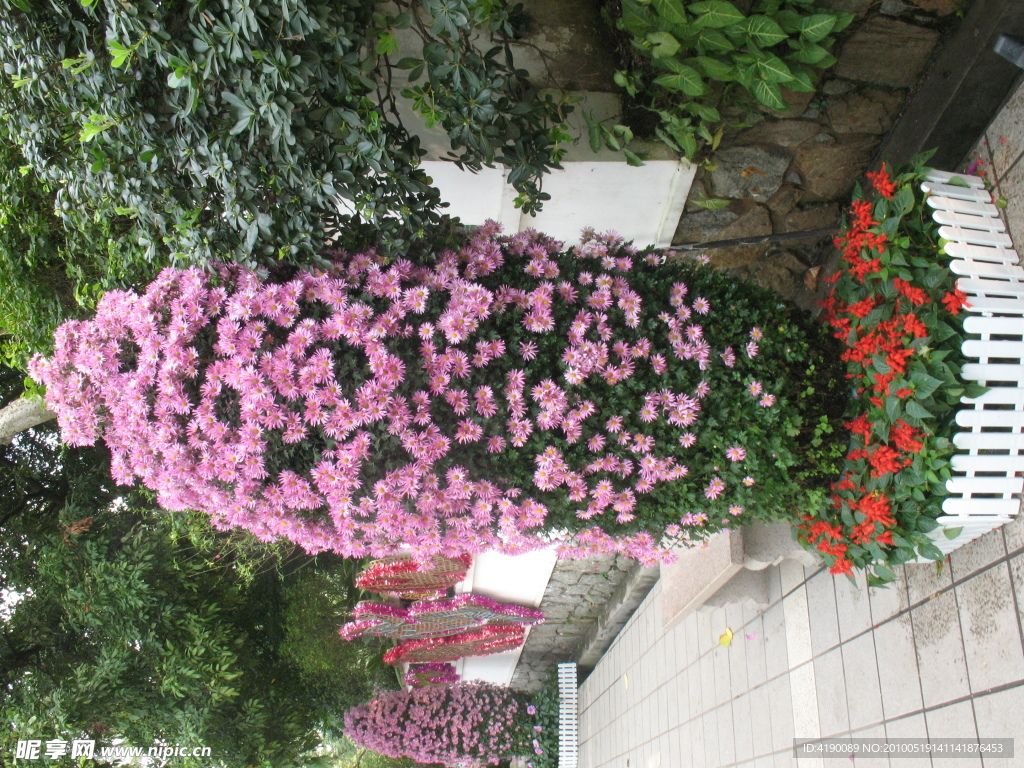 菊花