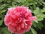 牡丹花