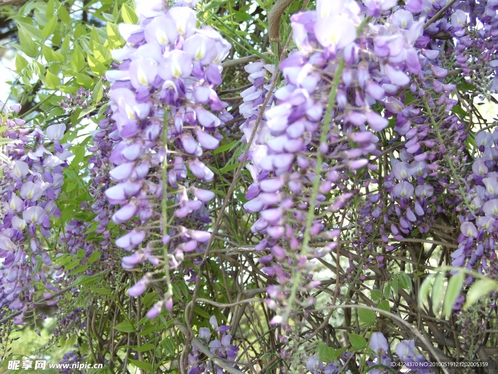藤萝花