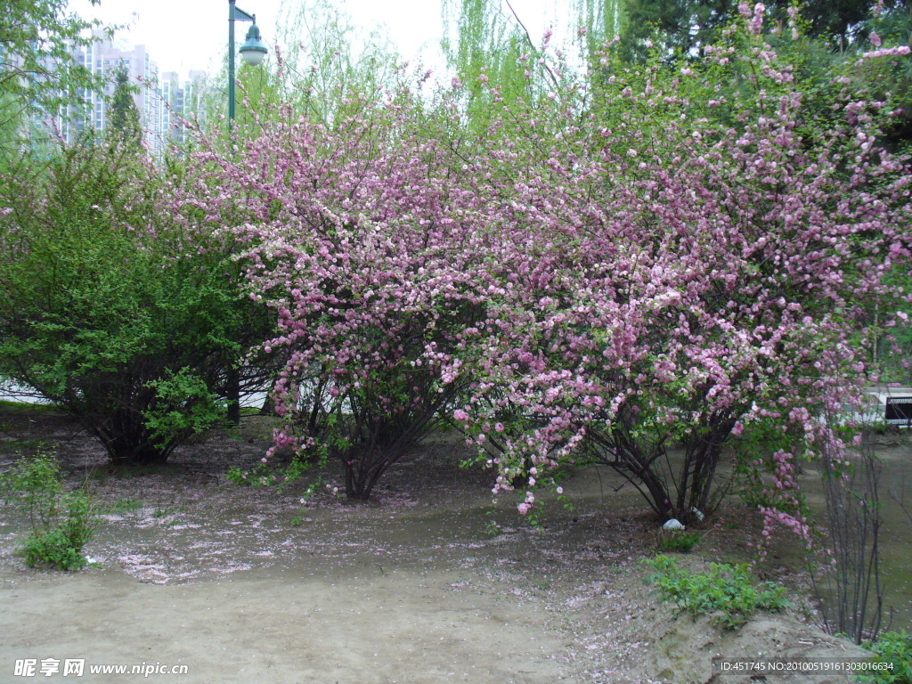 花卉