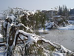 春雪