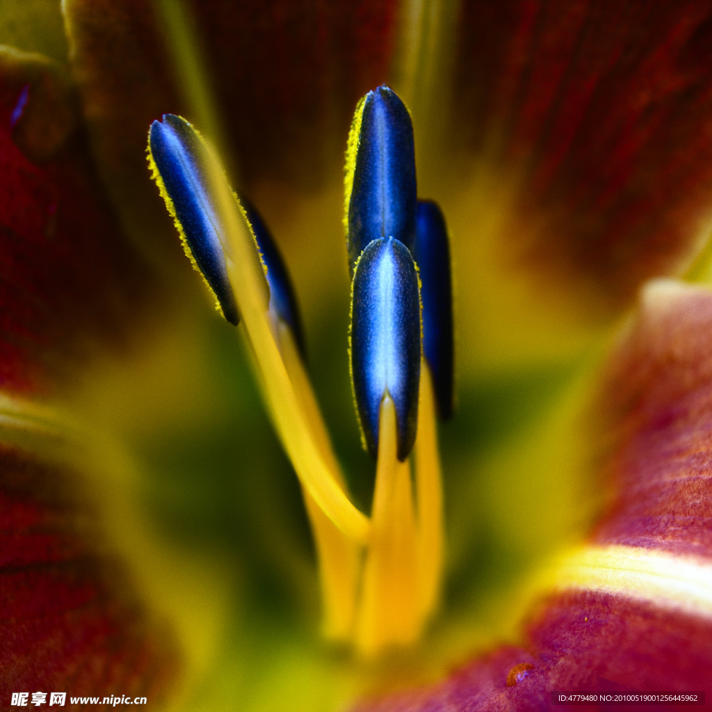 高清兰花