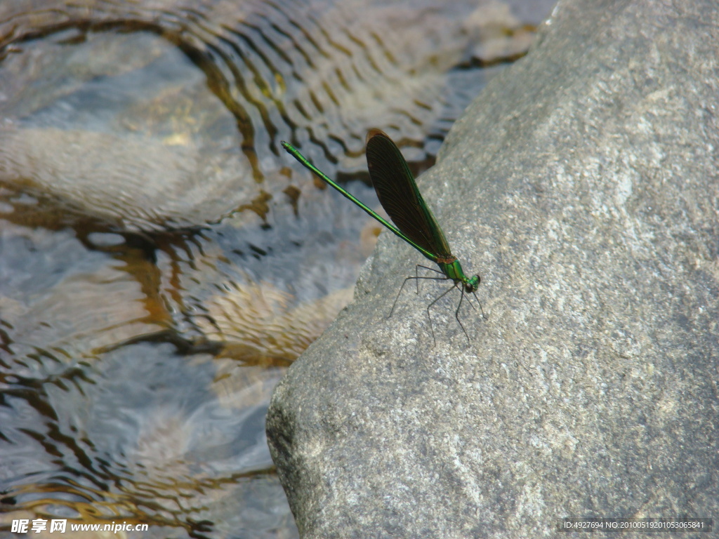 流水 雅石 蜻蜓点水
