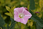 牵牛花
