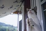 小猫