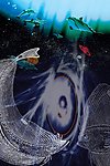 海之恋