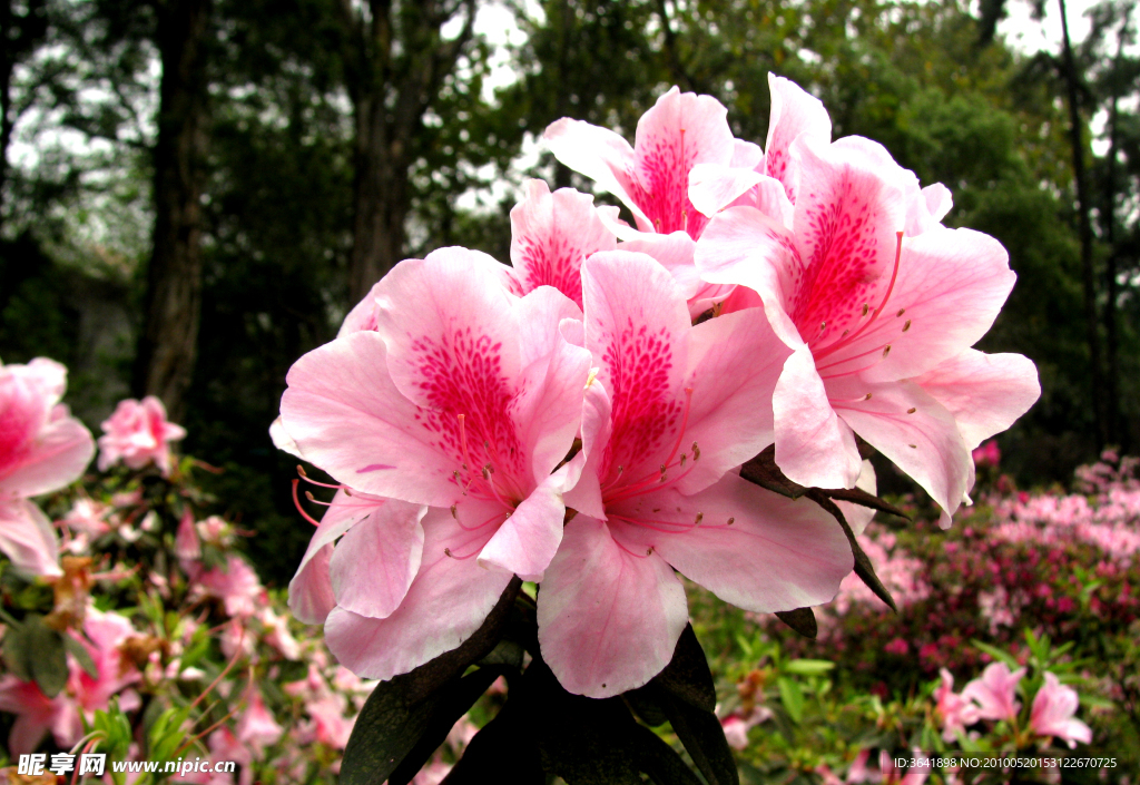 杜鹃花