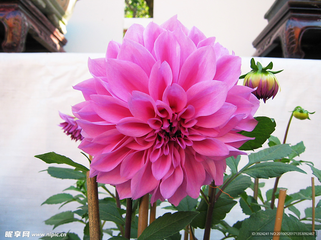 漂亮花