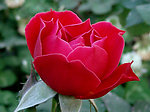 月季花