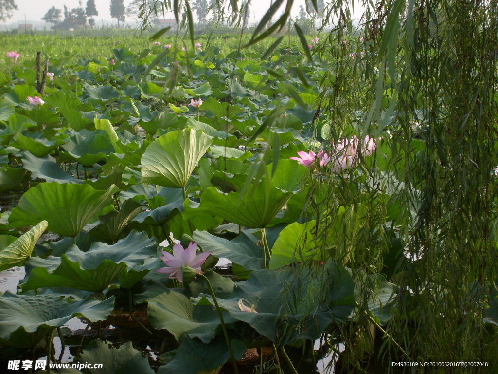 野生荷花