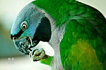 鹦鹉爪子 爪子 鹦鹉 鹦鹉特写 动物 彩色 蓝色鹦鹉 特写 摄影 动物摄影 漂亮 近景