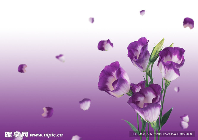 紫花
