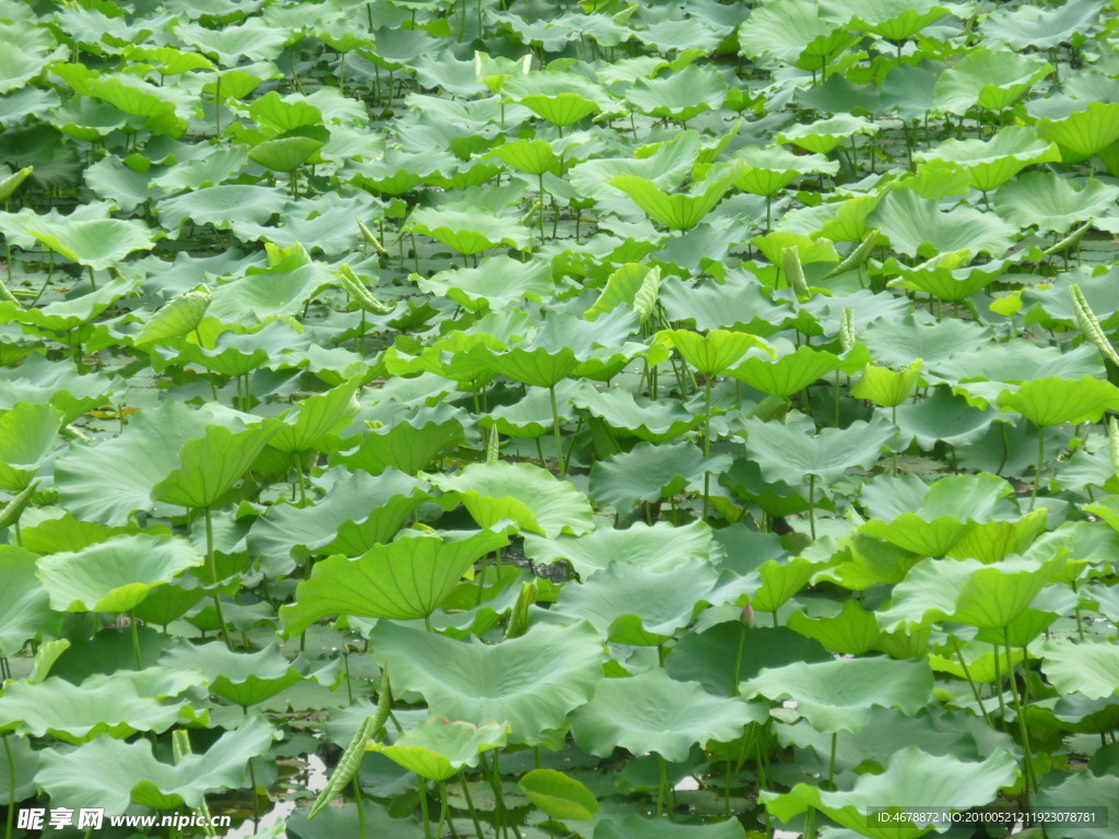 菏莲