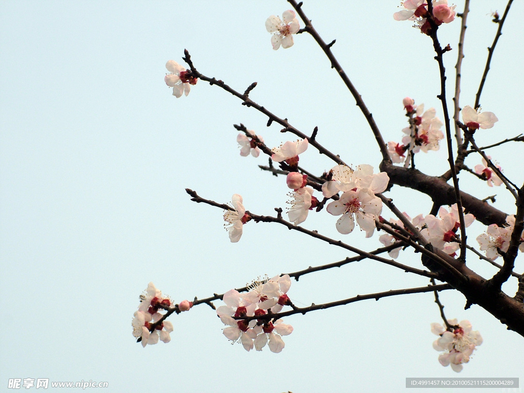 樱花折枝