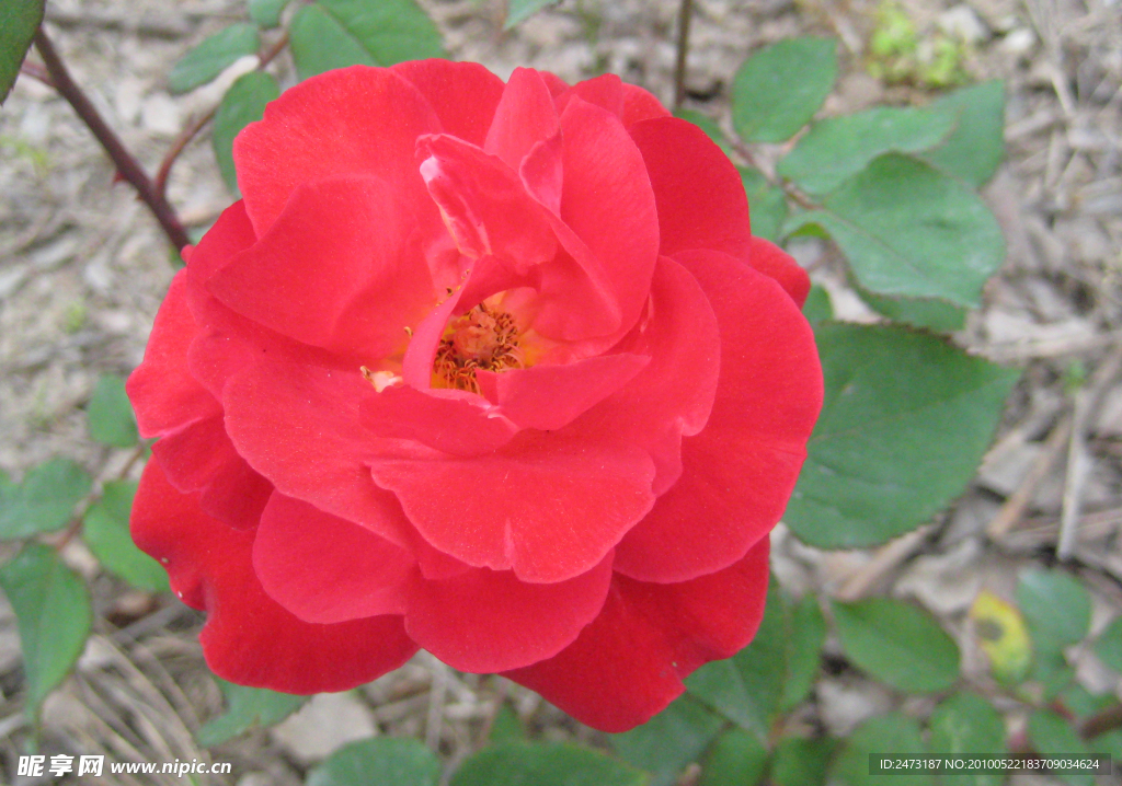 月季花