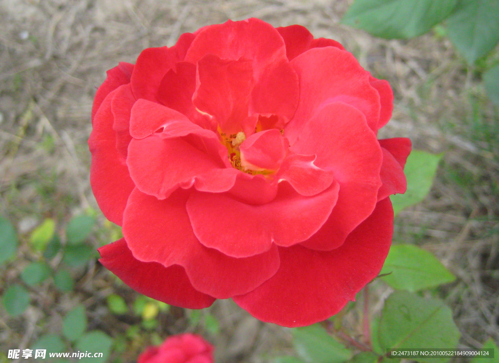 月季花