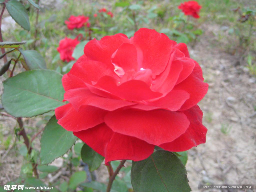 月季花