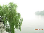 西湖绿树