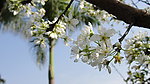 白色桃花