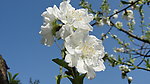 白色桃花