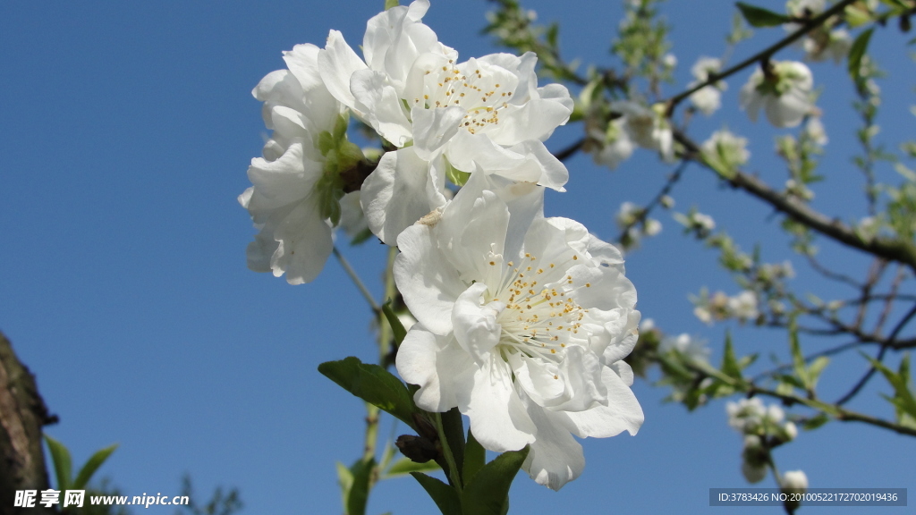 白色桃花