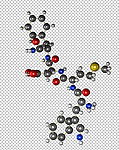 肽分子