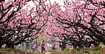 花海