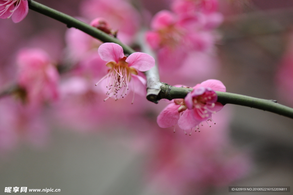 梅花