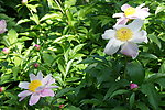 芍药