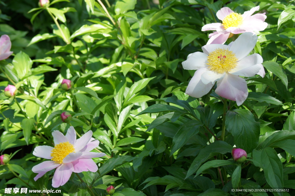 芍药