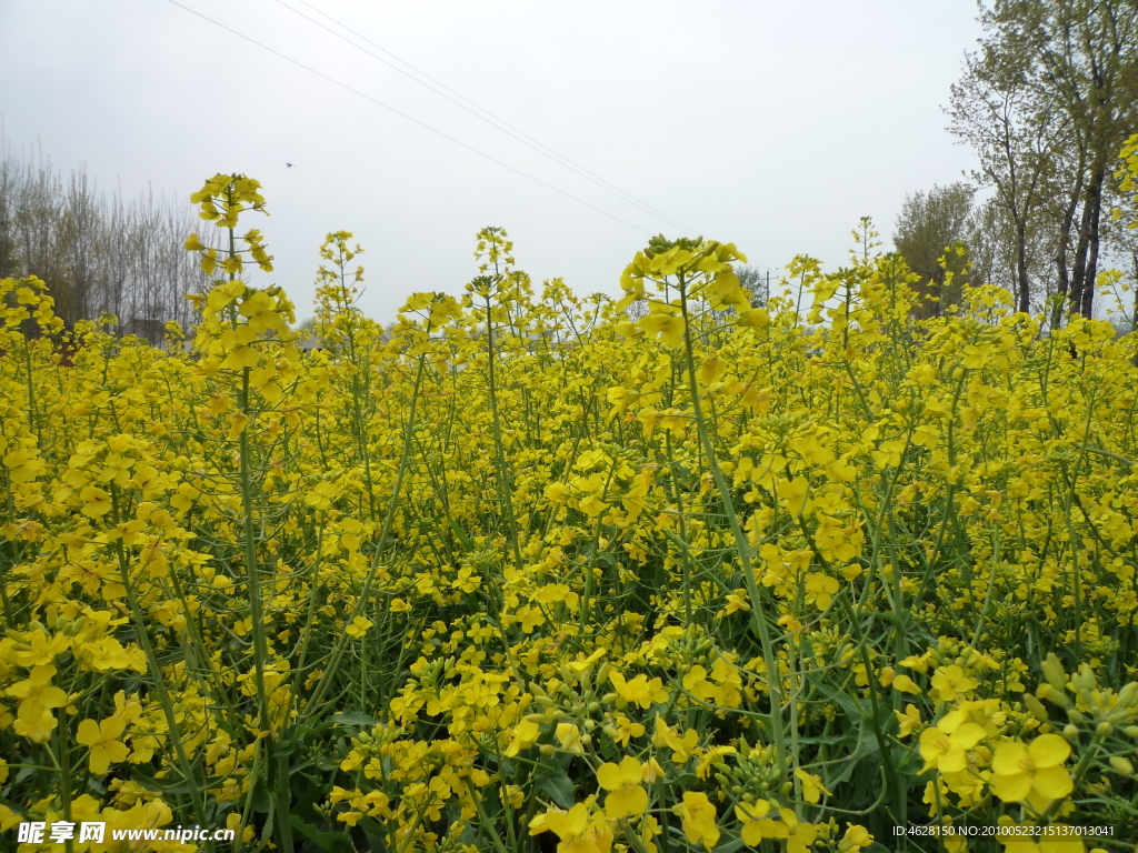 油菜花
