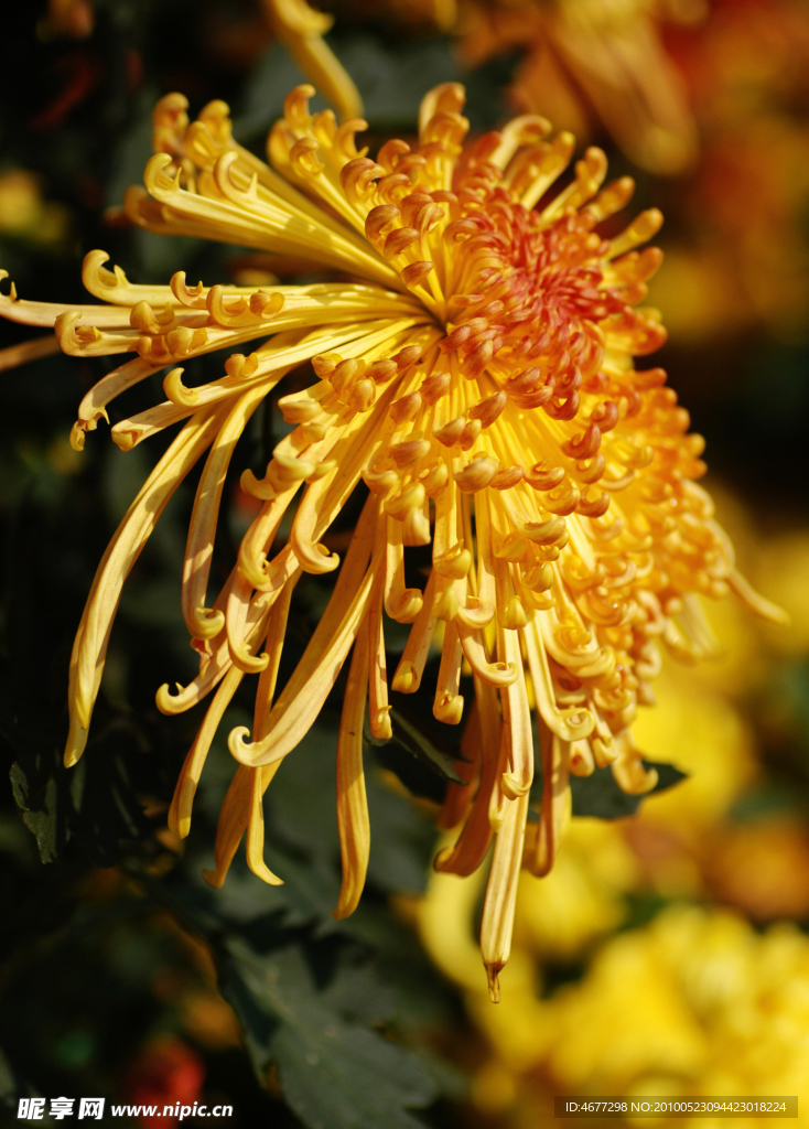 菊花