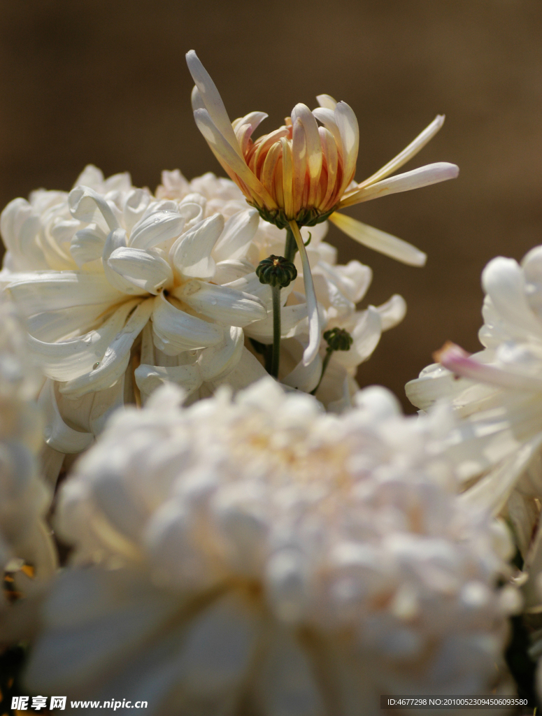 菊花