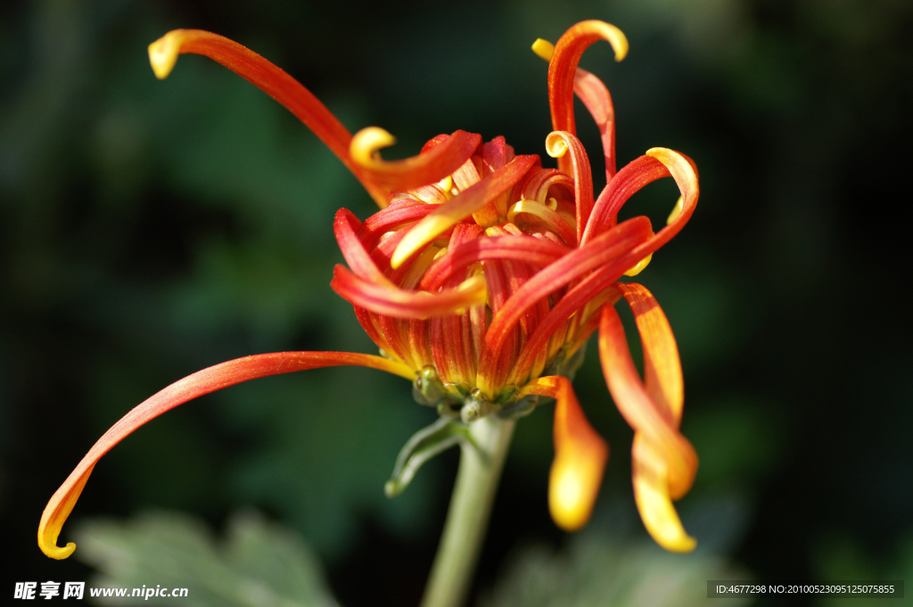 菊花