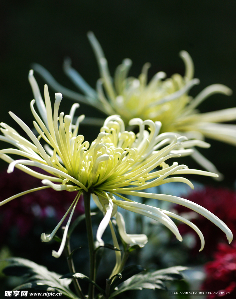 菊花