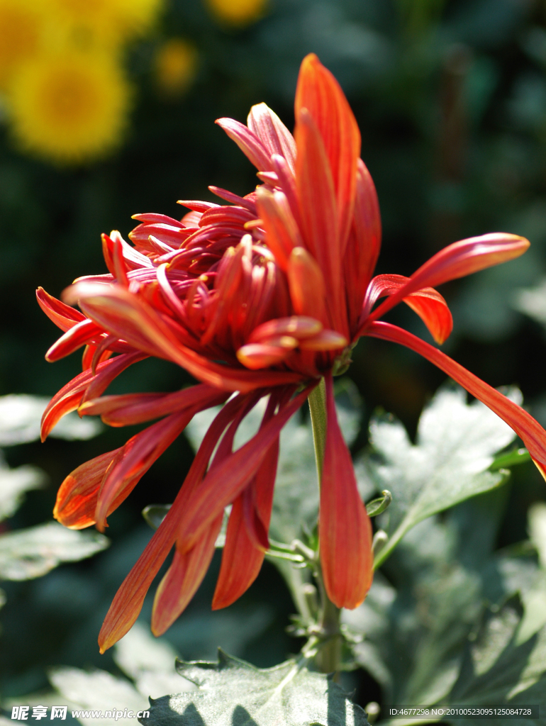 菊花